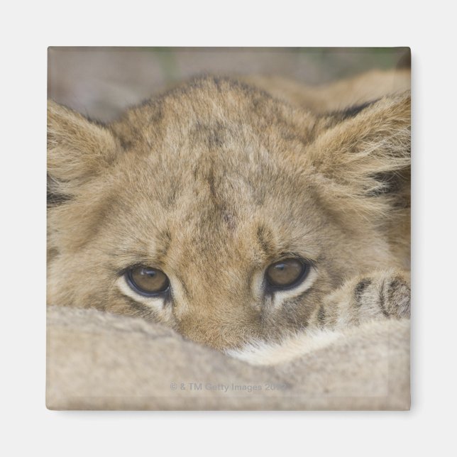 Close up of lion cub's face magnet (Front)