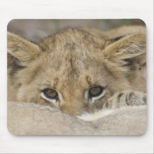 Close up of lion cub's face mouse pad