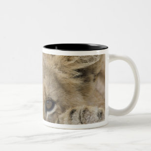 Close up of lion cub's face Two-Tone coffee mug