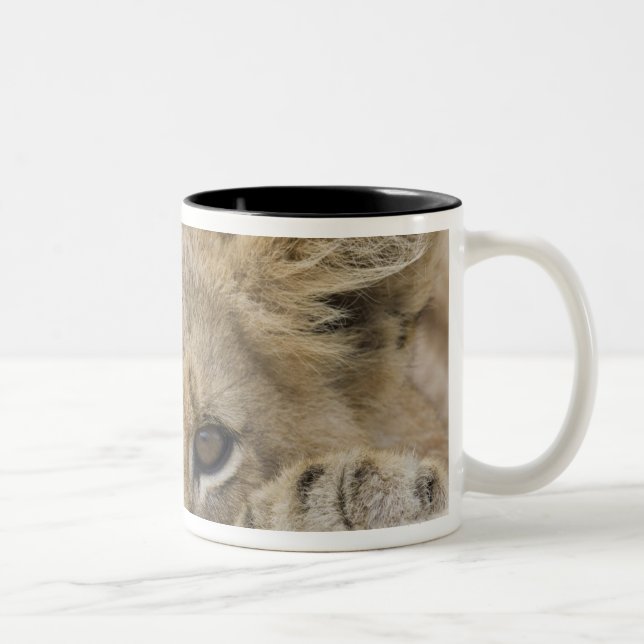 Close up of lion cub's face Two-Tone coffee mug (Right)