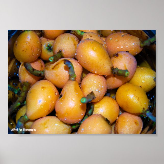 Close up of Loquat Fruit Poster (Front)