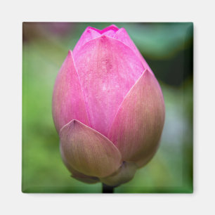 Close-up of lotus flower bud, Bali Magnet