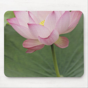 Close up of Lotus flower, Nelumbo nucifera), Mouse Pad