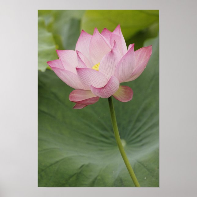Close up of Lotus flower, Nelumbo nucifera), Poster (Front)