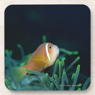 Close up of Maldives anemone fish, Maldives Coaster