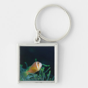 Close up of Maldives anemone fish, Maldives Key Ring