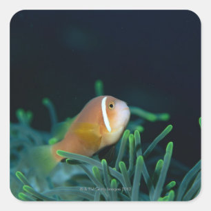 Close up of Maldives anemone fish, Maldives Square Sticker