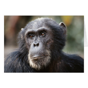 Close-up of male Chimpanzee