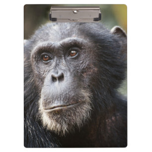 Close-up of male Chimpanzee Clipboard