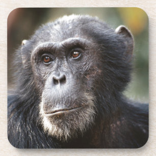 Close-up of male Chimpanzee Coaster