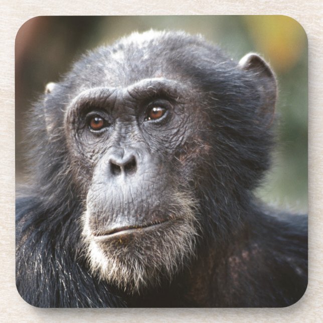 Close-up of male Chimpanzee Coaster (Front)