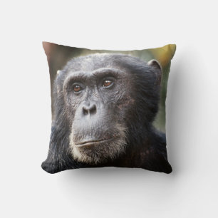 Close-up of male Chimpanzee Cushion