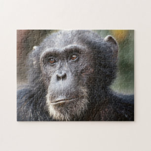 Close-up of male Chimpanzee Jigsaw Puzzle