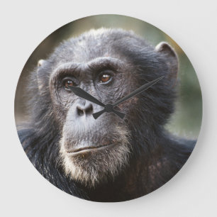 Close-up of male Chimpanzee Large Clock