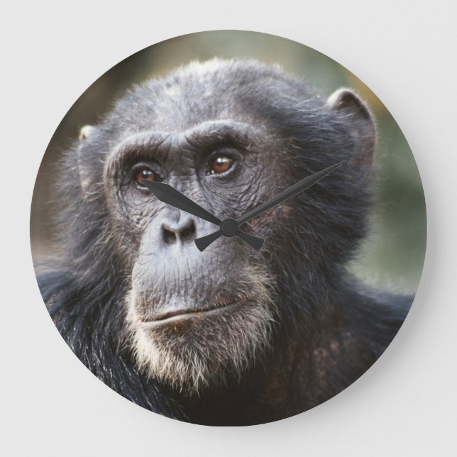 Close-up of male Chimpanzee Large Clock (Front)