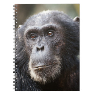 Close-up of male Chimpanzee Notebook