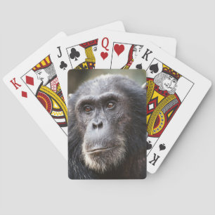 Close-up of male Chimpanzee Playing Cards