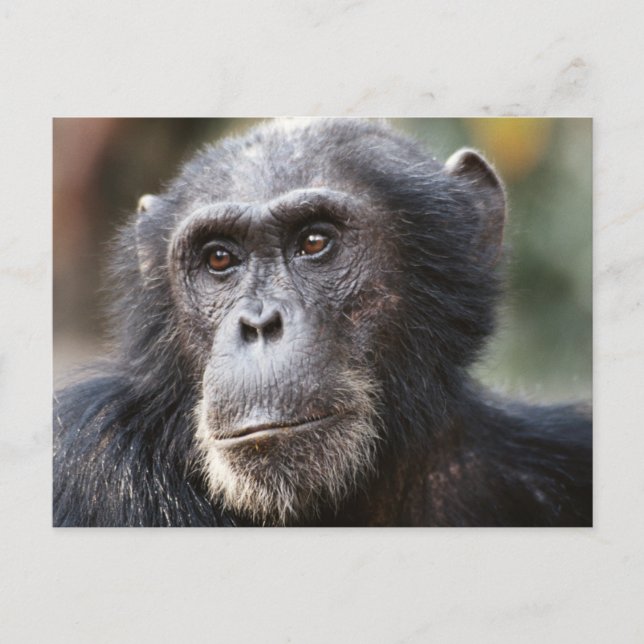 Close-up of male Chimpanzee Postcard (Front)