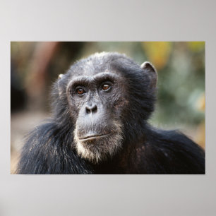 Close-up of male Chimpanzee Poster
