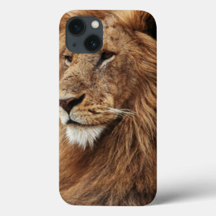 Close-up of male Lion iPhone 13 Case
