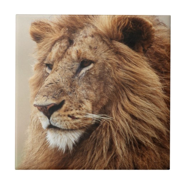 Close-up of male Lion Ceramic Tile (Front)