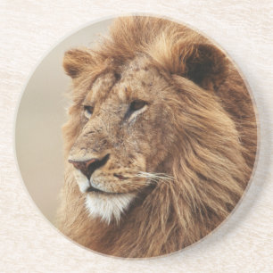 Close-up of male Lion Coaster