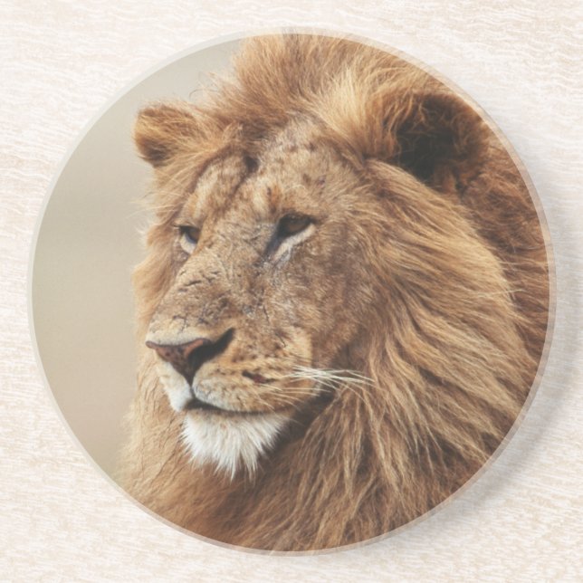 Close-up of male Lion Coaster (Front)