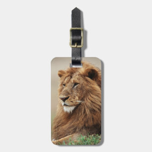 Close-up of male Lion Luggage Tag