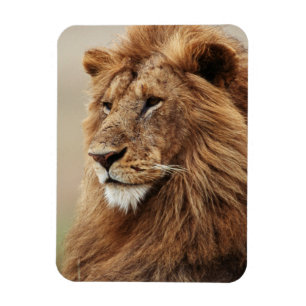 Close-up of male Lion Magnet