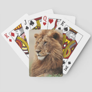 Close-up of male Lion Playing Cards