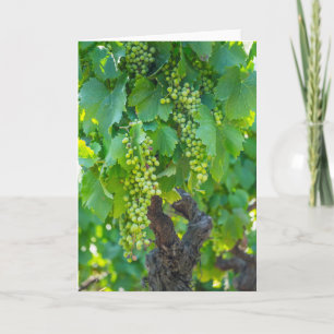 Close Up Of Maturing Grapes Card