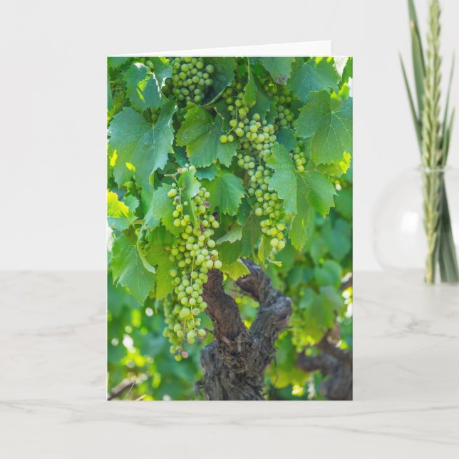 Close Up Of Maturing Grapes Card (Front)