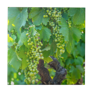 Close Up Of Maturing Grapes Ceramic Tile
