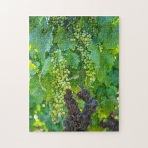 Close Up Of Maturing Grapes Jigsaw Puzzle
