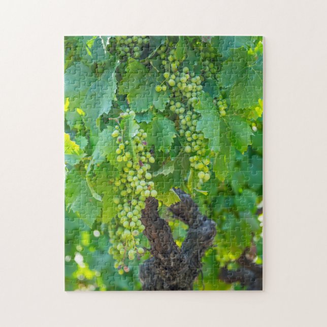 Close Up Of Maturing Grapes Jigsaw Puzzle (Vertical)