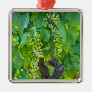 Close Up Of Maturing Grapes Metal Ornament