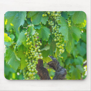 Close Up Of Maturing Grapes Mouse Pad