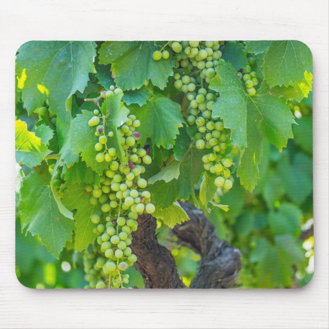 Close Up Of Maturing Grapes Mouse Pad (Front)
