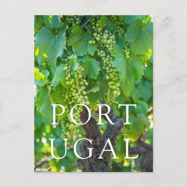 Close Up Of Maturing Grapes Postcard (Front)