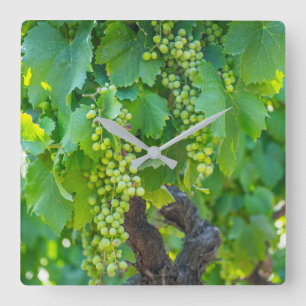 Close Up Of Maturing Grapes Square Wall Clock