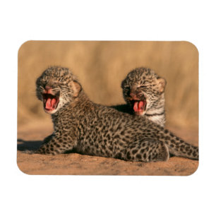 Close-Up Of New Born Leopard (Panthera Pardus) Magnet