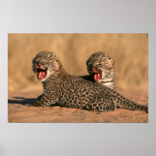 Close-Up Of New Born Leopard (Panthera Pardus) Poster