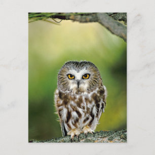 Close-up of northern saw-whet owl postcard