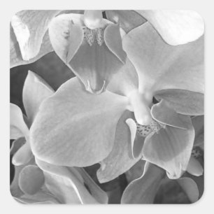 Close up of orchid blossoms in grey scale square sticker