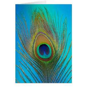 Close up of peacock feather