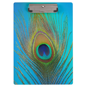 Close up of peacock feather clipboard