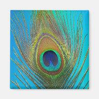 Close up of peacock feather