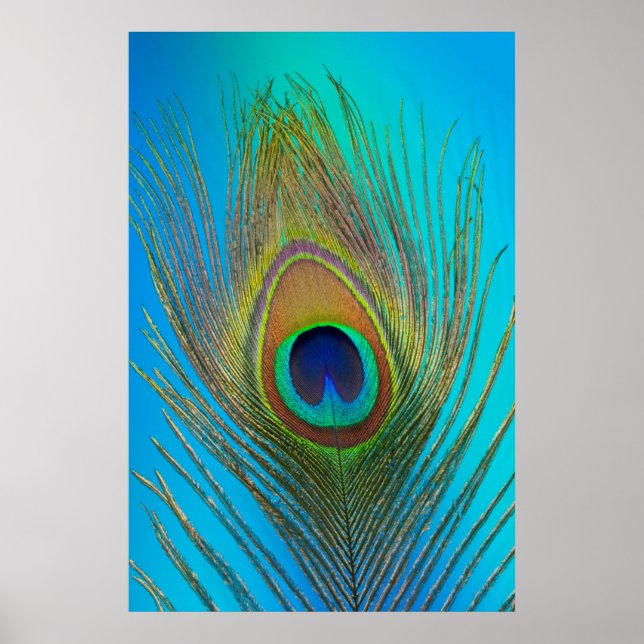 Close up of peacock feather poster (Front)