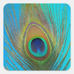 Close up of peacock feather square sticker