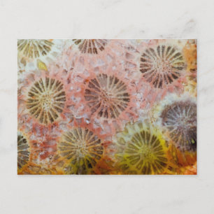 Close Up Of Pink Coral Postcard
